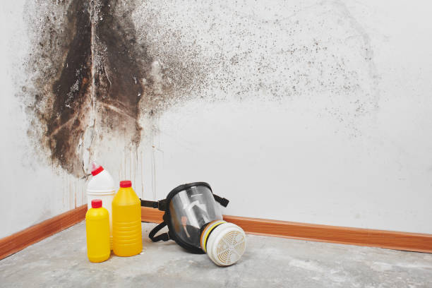 Mold Removal Process in Bell, CA