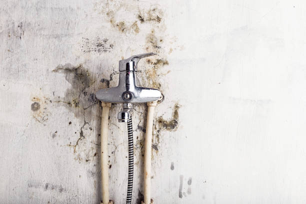 Best Professional Mold Removal  in Bell, CA