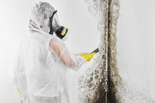 Best Same-Day Mold Removal  in Bell, CA