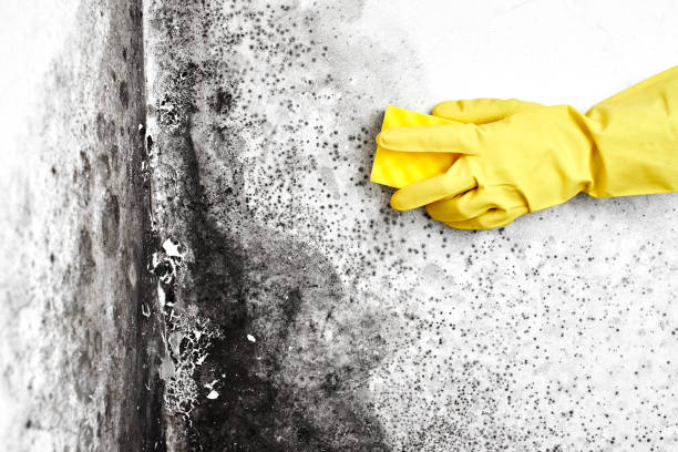 Best Mold Cleaning Services  in Bell, CA