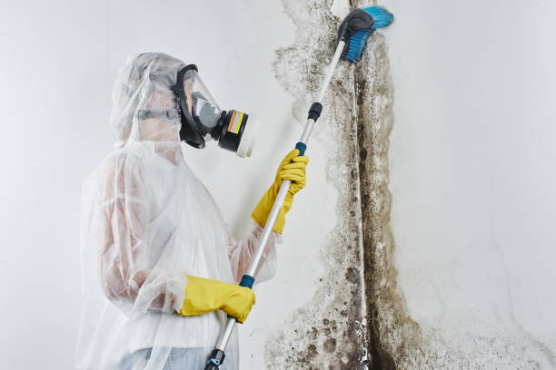 Best Best Mold Removal Companies  in Bell, CA
