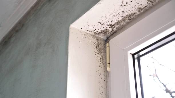 Best Local Mold Removal Service  in Bell, CA