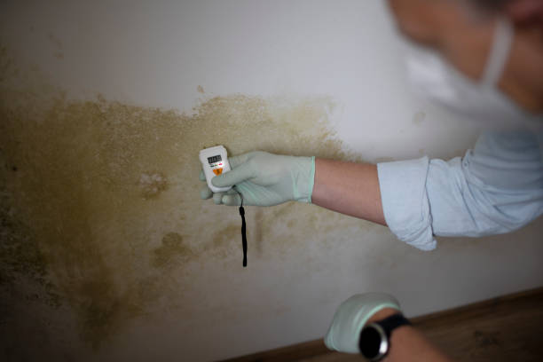 Best Office Mold Removal Services  in Bell, CA