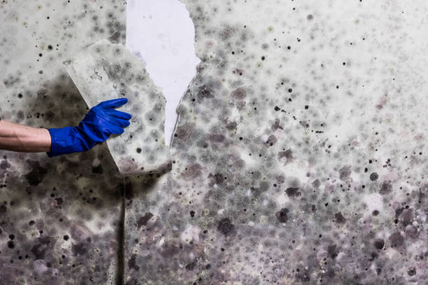 Best Mold Removal Company Near Me  in Bell, CA