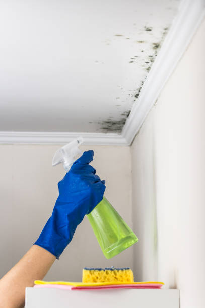 Best Crawl Space Mold Removal  in Bell, CA